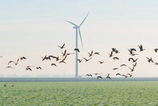 Ecological Protection through Object Detection at Renewable Wind Farms