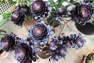 The Black Rose Succulent | All You Need to Know