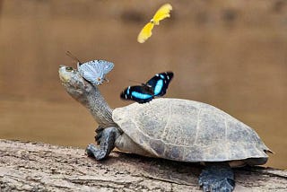 These Butterflies Drinking Tears Of Turtles And Crocodiles And Here’s The Reason