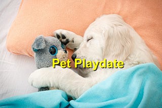 The Benefits of Pet Playdates for Your Animal's Socialization