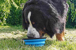 The Ultimate Guide to Choosing a Customized Silicone Pet Bowl