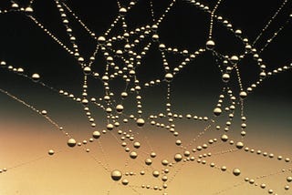 Spider’s web with raindrops