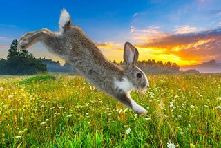 A brown and white rabbit jumps into grass with sunrise in the background