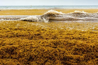 There’s an 8,000 Kilometer-Long Patch of Stinky Seaweed Floating in the Atlantic.