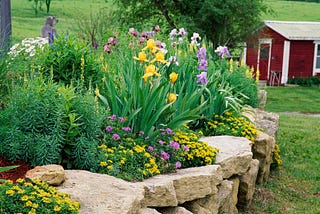 10 Best Long Blooming Perennials: A Year-Round Symphony of Colors