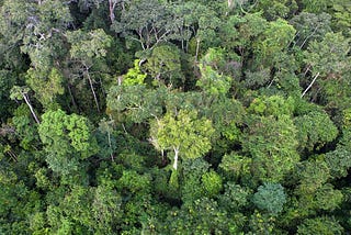 Regard sur l’agroforesterie #3 — Caféiers et cacaoyers face à la déforestation