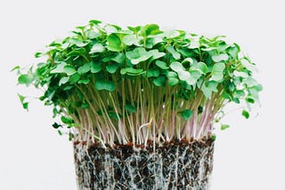 What To Grow In Winter: Sprouted Seeds, Microgreens & Baby Plants