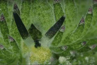 Meet The Adorable Photosynthesizing Leaf Sheep