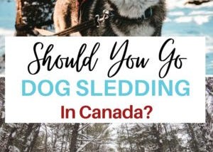 Dog Sledding in Canada: To Do Or Not To Do? | One World Wanderer