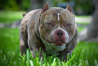 Unveiling the Reign of Venomline: The #1 American Bully Bloodline