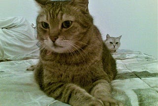 Apparently cats do actually care when another cat dies
