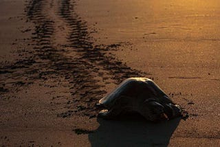 Thousands of turtles lay eggs on Nicaraguan coast