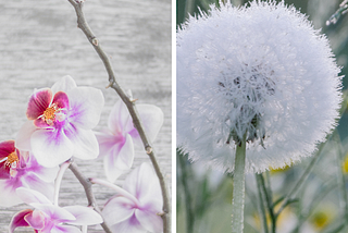 An image of a Dandelion and an Orchid side by side.