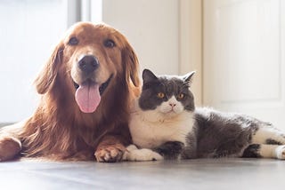 Things we can learn from our pets