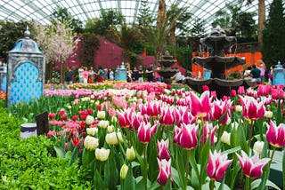 Tulip Mania The History and Symbolism Behind the Beloved Spring Flower