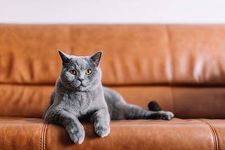 What is feline diabetes?