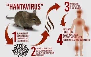 Is Hantavirus is much risky then Coronavirus: Causes, Treatment & Prevention