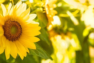 TOWARDS A SUSTAINABLE SOLUTION TO INCREASE SUNFLOWER YIELDS