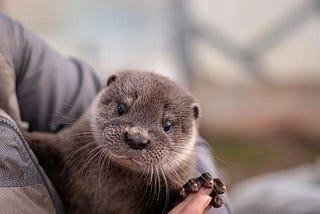 Have You Heard The Word? Otter.Ai Has Your Back!
