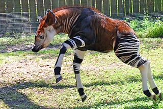 A baby Okapi getting exited about his new enclosure