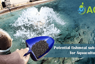 Potential fishmeal substitutes for Aquaculture feed