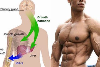 Ultimate Guide to Boost Growth Hormone Naturally