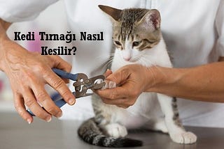 Kedi Tırnağı Nasıl Kesilir?