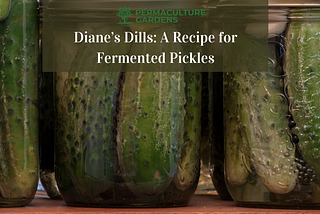 Diane’s Dills: A Recipe for Fermented Pickles
