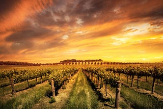Exploring the Barossa Valley in South Australia