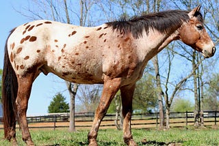10 Most Popular Horse Breeds and Types of Horses