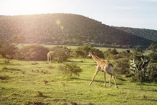 What Are The Reasons To Take An African Safari