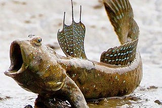 To Understand How Mudskippers Reproduce, Scientists Need To Get Dirty