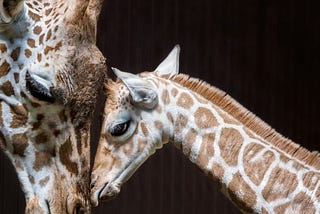 7 ways a giraffe can damage your device