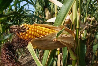 Corn Companion Plants — Gardener Dude