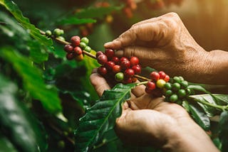 Kahve Genomunun Çözümlenmesi: Kahve Çeşitliliğinin Genetik Temelleri