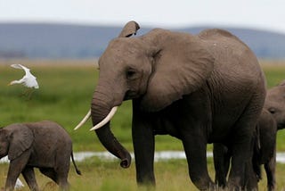 Shrinking Elephants: CIA Exercise