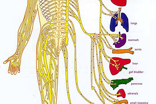 How Adjusting The Spine Helps The Nervous System Function Optimally