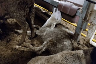 WHY IT’S IMPORTANT TO BAN ANIMAL EXPORTS, NOT JUST STOP THEM