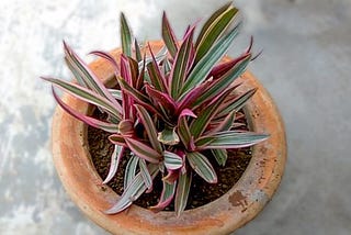 Pink Spider Plant For Your Home