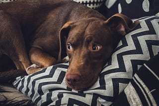 How to Keep Your Dog off the Couch (For Good)