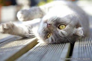 Summer heat — how sensitive are cats— Cat’s Best