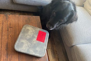 Dog sat looking sad at a large tin
