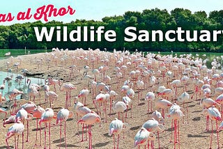 Ras Al Khor Wildlife Sanctuary