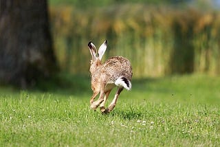 How To Befriend A Wild Rabbit: 5 steps (personally proven)