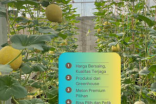 Mengapa Memilih Melon Premium Zeze Zahra?