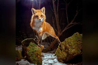 Photographer Captures Stunning Fox Photos with DIY Camera Trap
