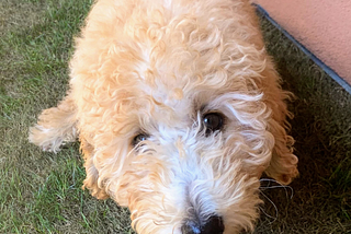 Goldendoodle Potty Training Tips