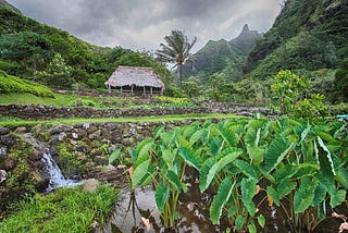 a restored landscape in Hāʻena on the island of Kauaʻi.