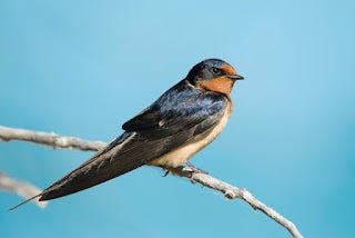 Did you know birds need gravity to swallow?