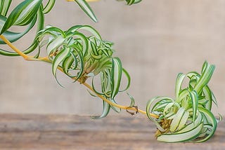 Spider Plant Babies: A Guide to Propagation and Care
